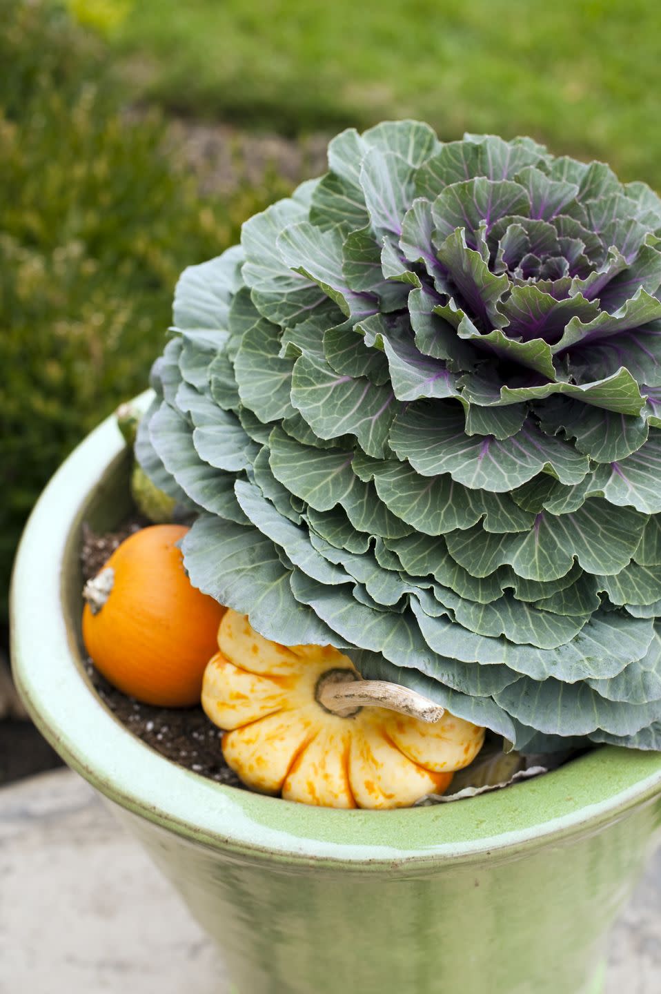 fall flowers for pots containers ornamental cabbage