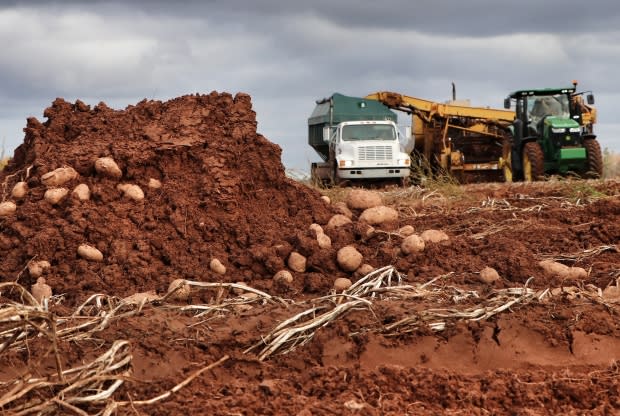 Freeze-thaw cycle helps clear potatoes left in P.E.I. fields after fall harvest