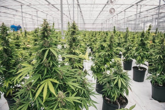 Marijuana plants grow in containers inside a Canopy Growth greenhouse.