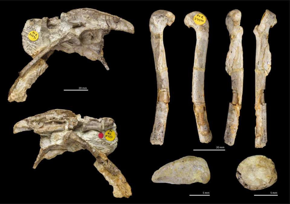 Fossil specimens (Kevin Webb)