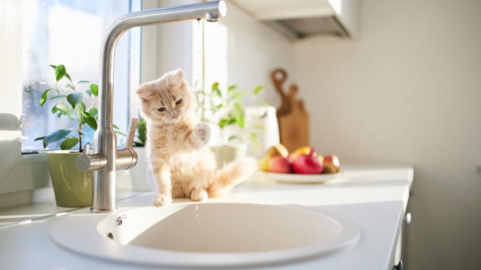 Cat plays with dripping tap