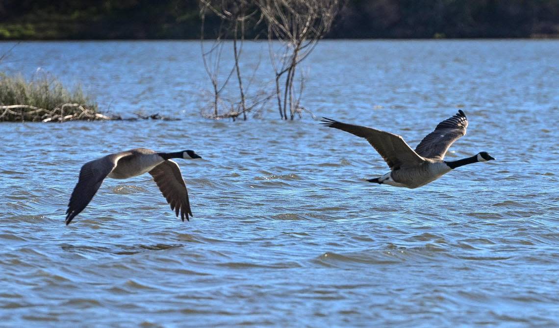 Canada geese fly just above the water on the Milburn Pond north of Fresno on Thursday, March 14, 2024.