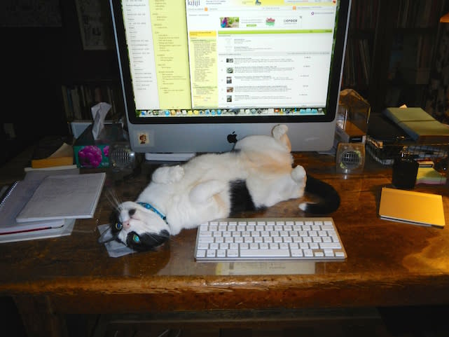 Kali awaits a belly rub in front of the iMac