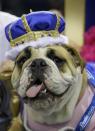 Lucey sits on the throne after being crowned the winner of the 35th annual Drake Relays Beautiful Bulldog Contest, Monday, April 21, 2014, in Des Moines, Iowa. The pageant kicks off the Drake Relays festivities at Drake University where a bulldog is the mascot. Lucey is owned by Tiffany Torstenson of Waukee, Iowa. (AP Photo/Charlie Neibergall)