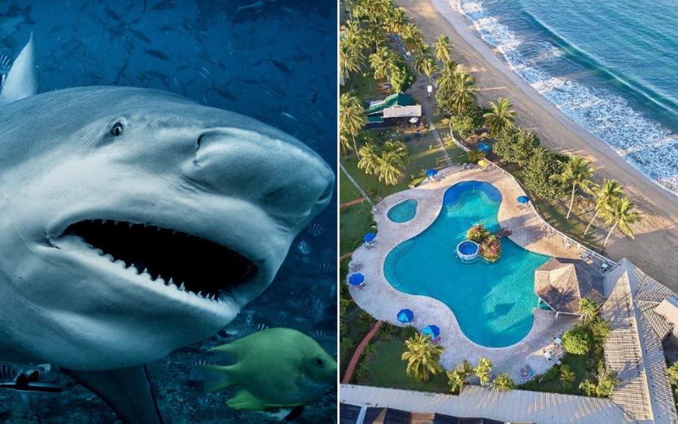 A bull shark and the Starfish hotel