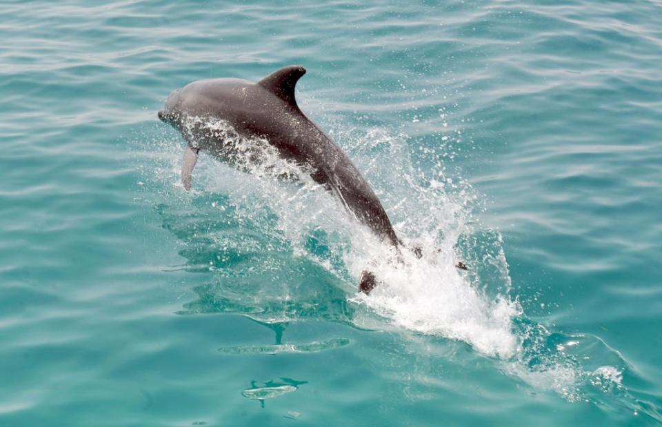 Dolphins hunt using ultrasound  (AFP via Getty Images)