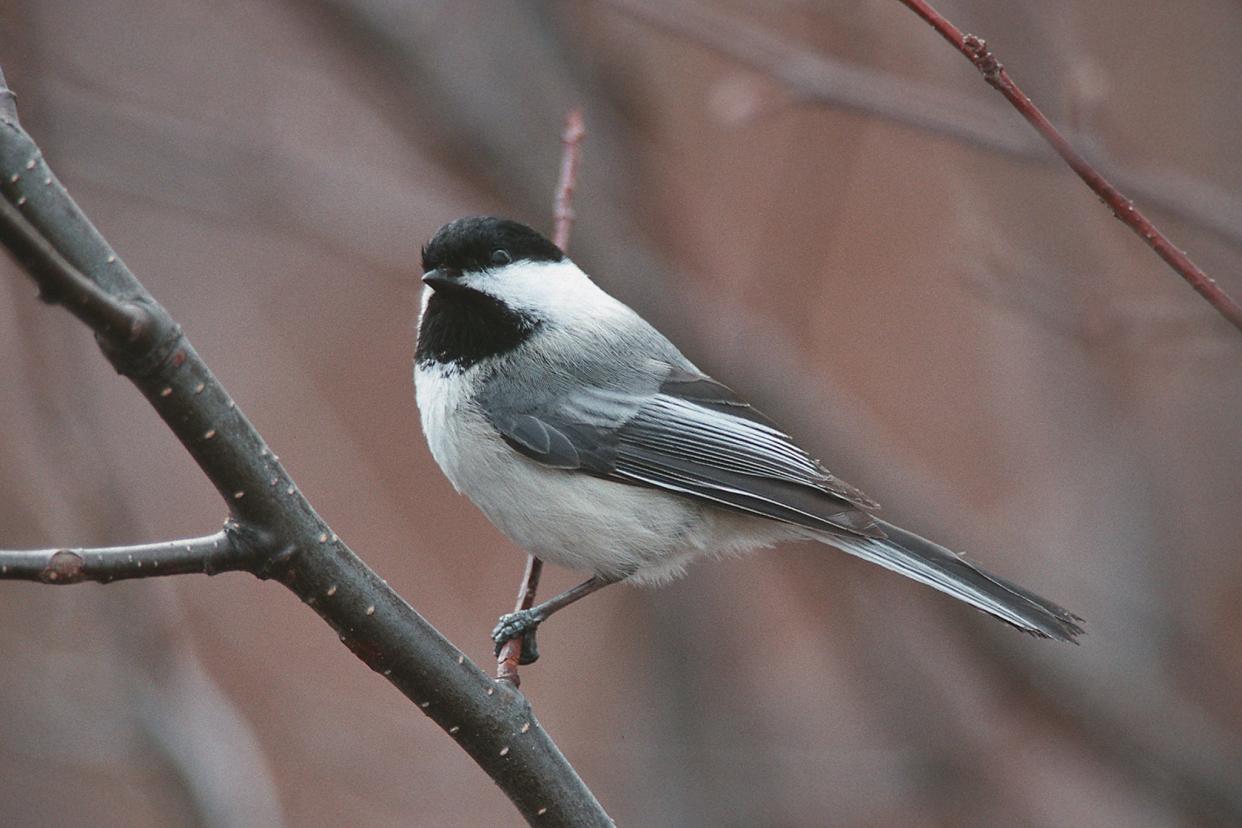 The black-capped chickadee is a relatively common permanent resident of the Great Smoky Mountains. It is larger than the Carolina chickadee and typically found above 4,000 feet, though some individuals move downward into the middle elevations in winter.