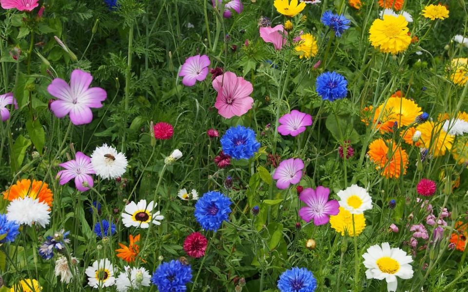 wildflowers - Credit: Naturefolio / Alamy Stock Photo