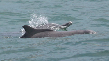 New dolphin species discovered off north Australia. Photo: Humpbacked Dolphin (Wikimedia Commons)