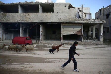 A civilian herds sheep near damaged buildings in the rebel-held besieged Douma neighbourhood of Damascus, Syria February 15, 2017. REUTERS/Bassam Khabieh