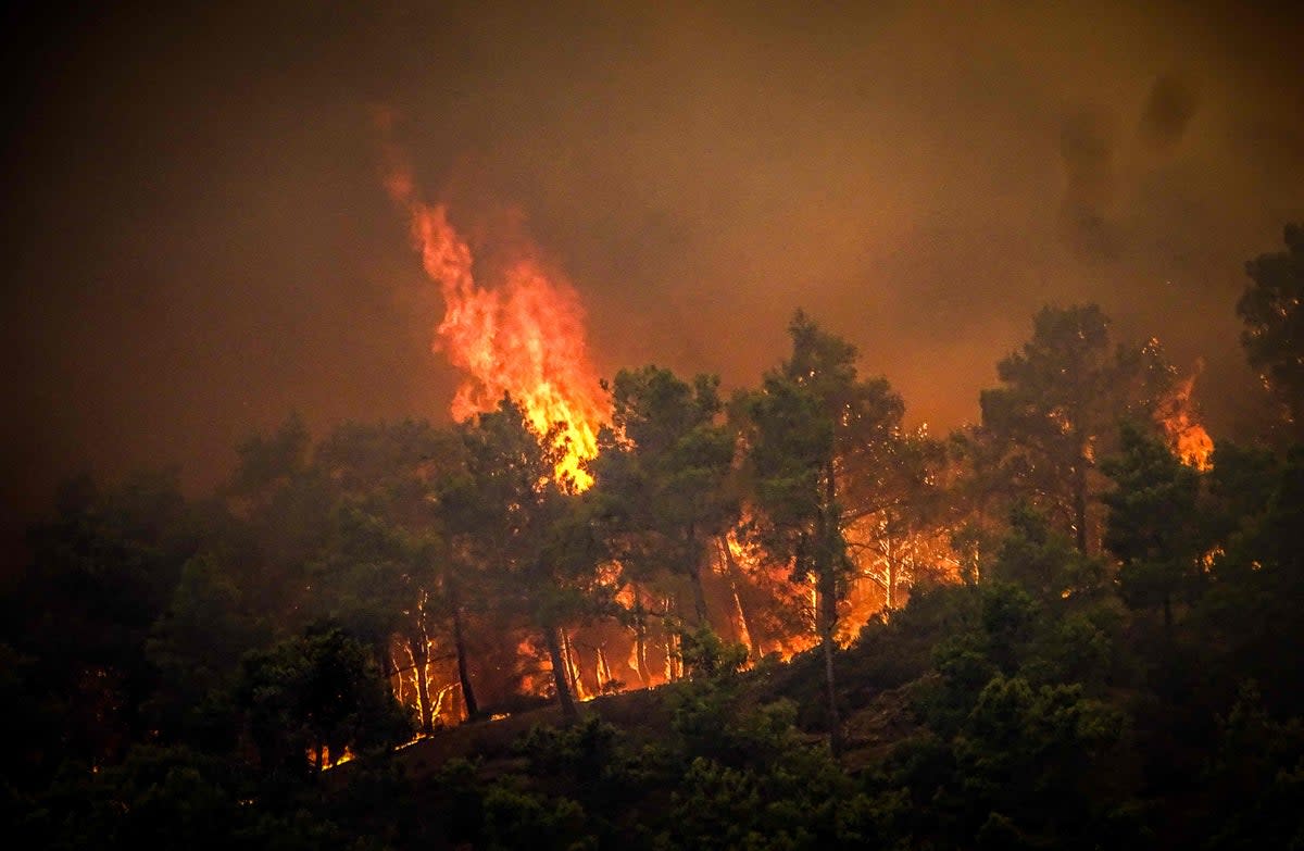 Pine trees burning in a wildfire on the Greek island of Rhodes (Eurokinissi/AFP/Getty)