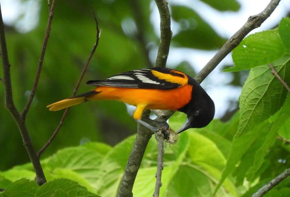 The Baltimore oriole seeks out ripe fruit such as oranges, raspberries and crab apples.
