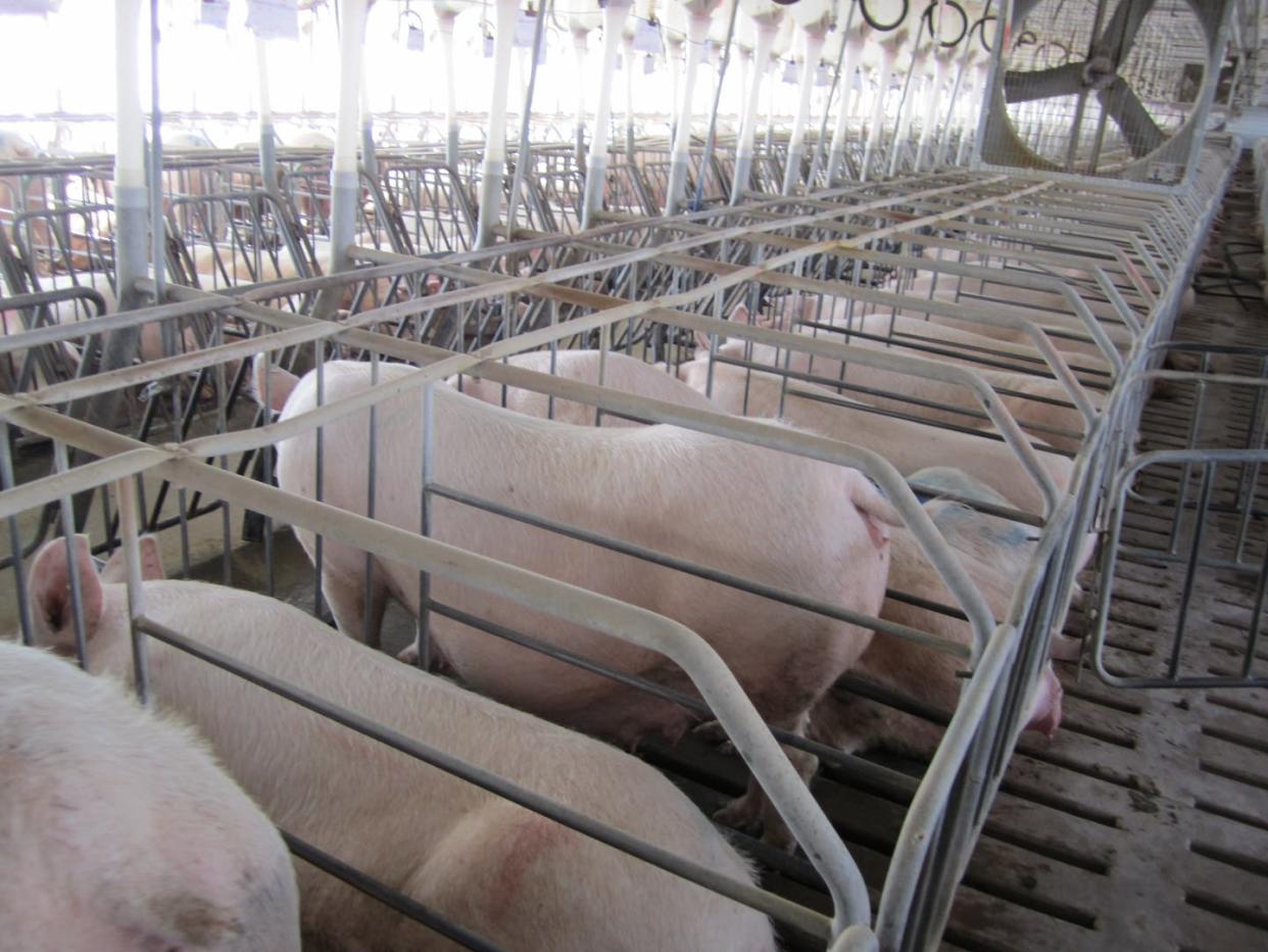 Sows in gestation crates at a breeding facility in Waverly, Va. <a href="https://upload.wikimedia.org/wikipedia/commons/thumb/5/5f/Gestation_crates_2.jpg/4096px-Gestation_crates_2.jpg" rel="nofollow noopener" target="_blank" data-ylk="slk:Humane Society of the U.S./Wikimedia Commons;elm:context_link;itc:0;sec:content-canvas" class="link ">Humane Society of the U.S./Wikimedia Commons</a>, <a href="http://creativecommons.org/licenses/by/4.0/" rel="nofollow noopener" target="_blank" data-ylk="slk:CC BY;elm:context_link;itc:0;sec:content-canvas" class="link ">CC BY</a>