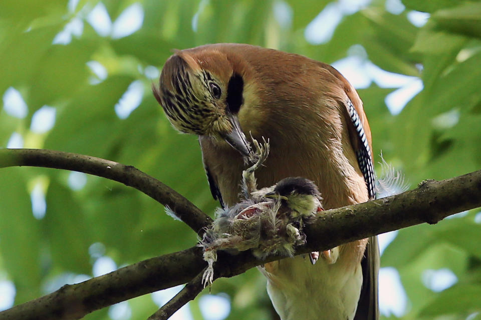 A jay eats a baby great tit after poaching it from a nest in Green Park on June 3, 2013, in London, England. The jay is a member of the crow family and usually eats invertebrates such as beetles and caterpillars, as well as fruit and seeds such as acorns. Though it's not common behavior, they are also known to take small birds from their nests for food.