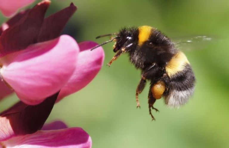 Los abejorros son la especie a la que Goulson dedicó los últimos 30 años de sus investigaciones