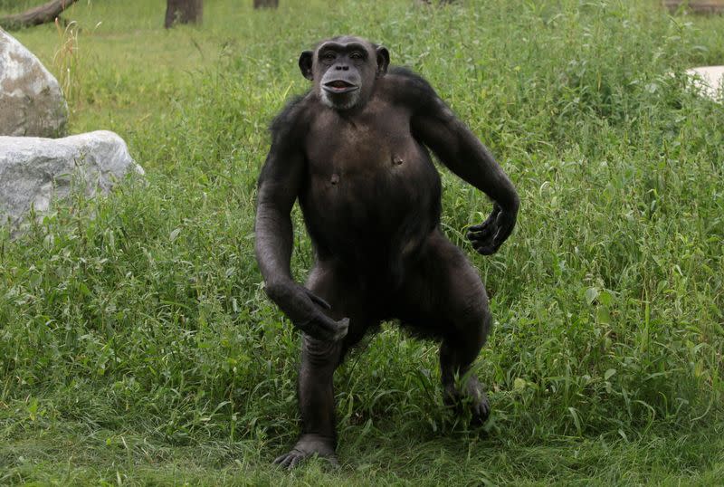 FILE PHOTO: A chimpanzee enjoys the sun at sanctuary in Gaenserndorf