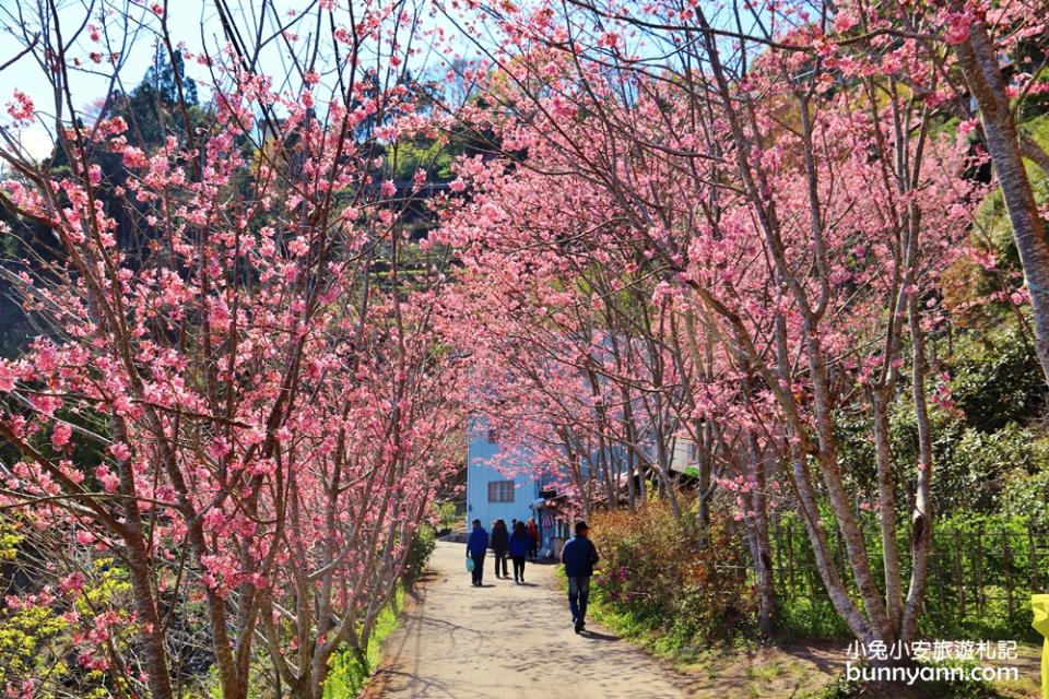 桃園｜中巴陵櫻木花道