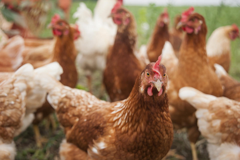 La alimentación de las gallinas es un factor clave para la calidad de nutrientes de un huevo. Foto: Getty Images.