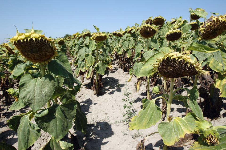 drought sunflowers heat wave germany