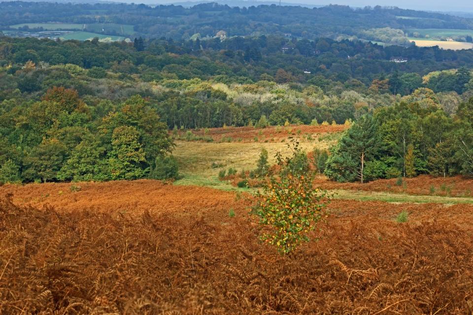 Forest rows sits in Ashdown Forest, aka the Hundred Acre WoodGetty/iStock