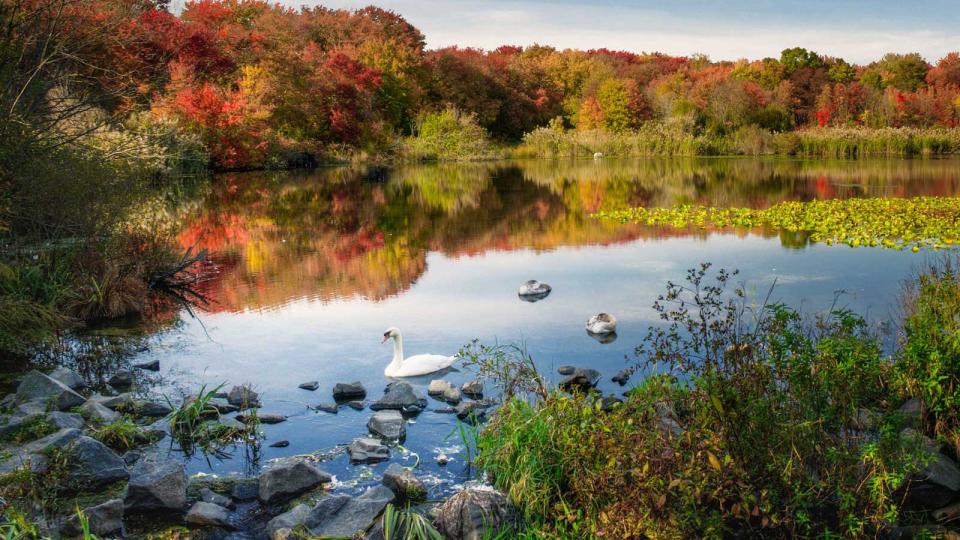 Fall Colors at Massapequa Preserve, Long Island, New York