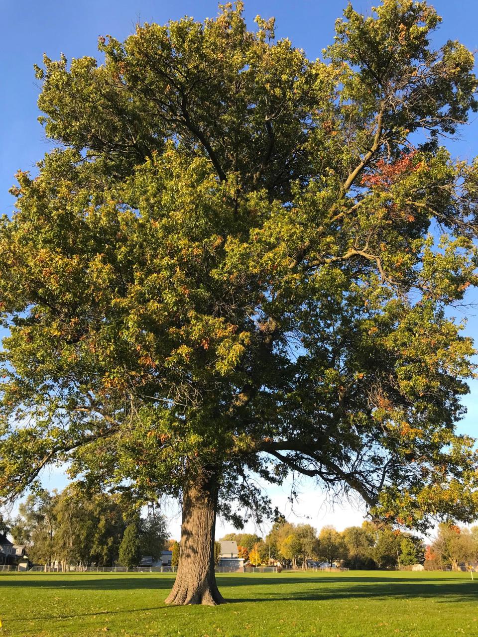 This pin oak tree at Churchill Junior High stretches 70 feet high. Professor Stuart likens it to a sentinel watching over the school and nearby park.