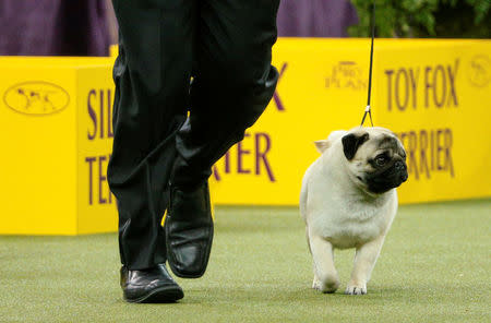 Biggie, a pug walks during judging for best in Toy Group at the 142nd Westminster Kennel Club Dog Show in New York, U.S., February 12, 2018. REUTERS/Brendan McDermid