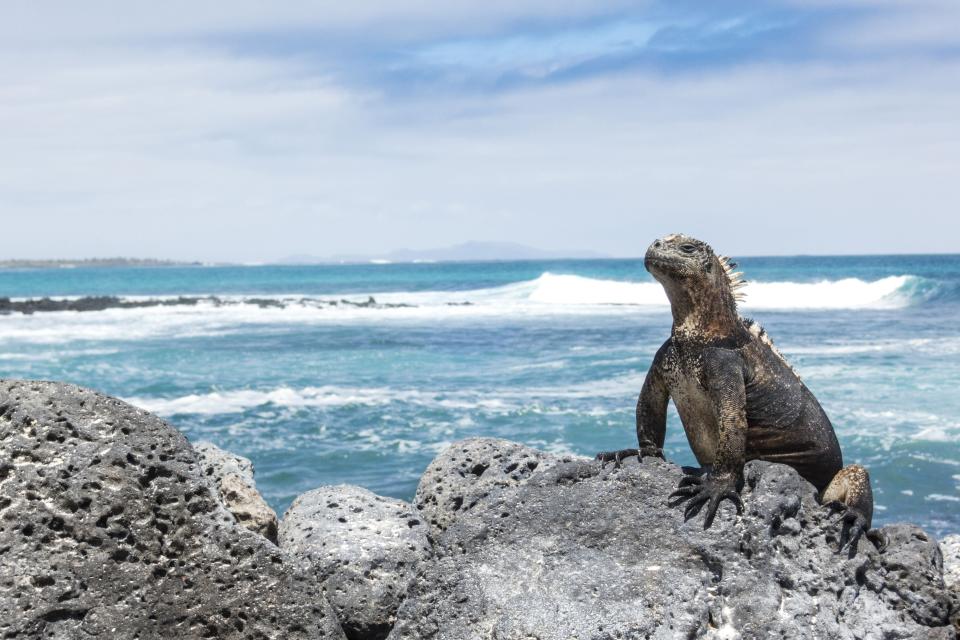 The Galápagos