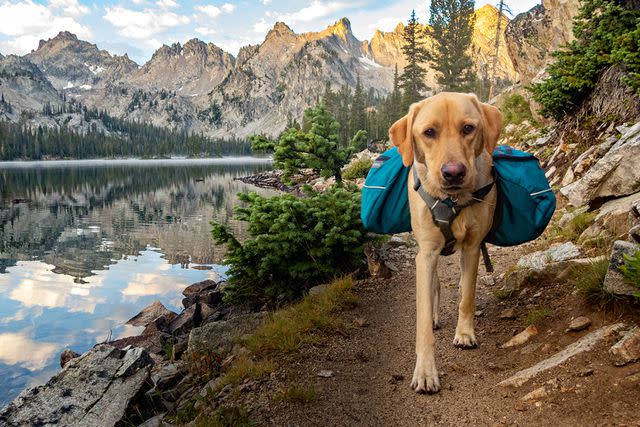 <p>IstockPhoto/Getty Images</p> A stock photo of a dog hiking