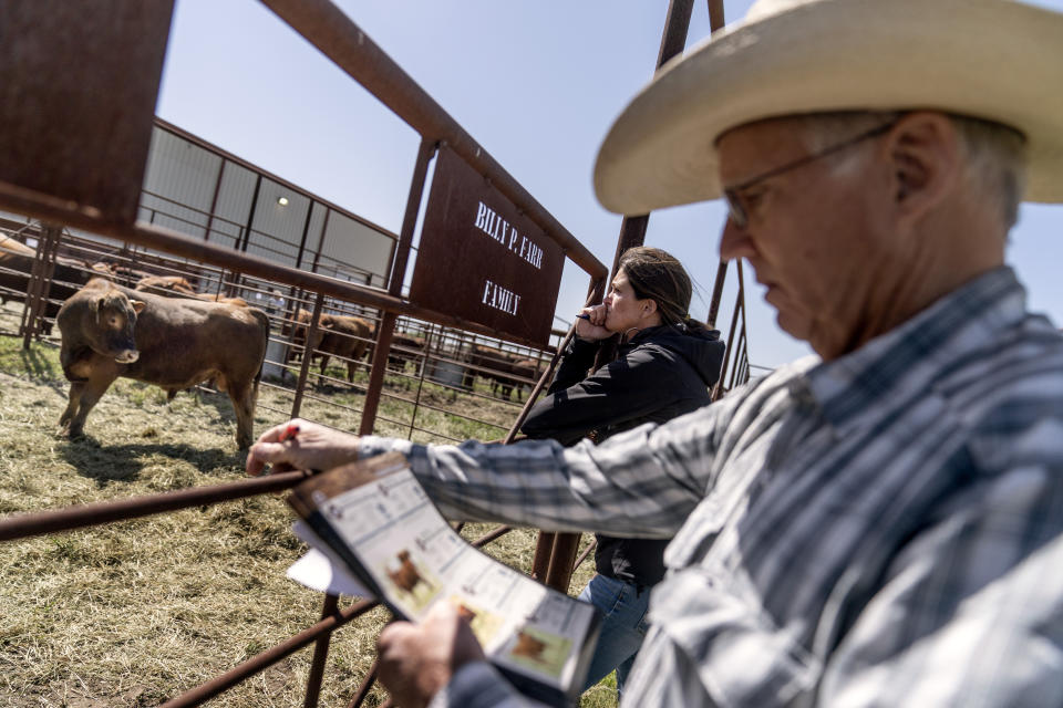 Rancher Meredith Ellis, left, and her father, GC, preview bulls for sale at a cattle auction in Gainesville, Texas, Friday, April 21, 2023. The beef industry is the third-largest economic generator in Texas, contributing roughly $12 billion annually to the state's economy and employing thousands of people. (AP Photo/David Goldman)