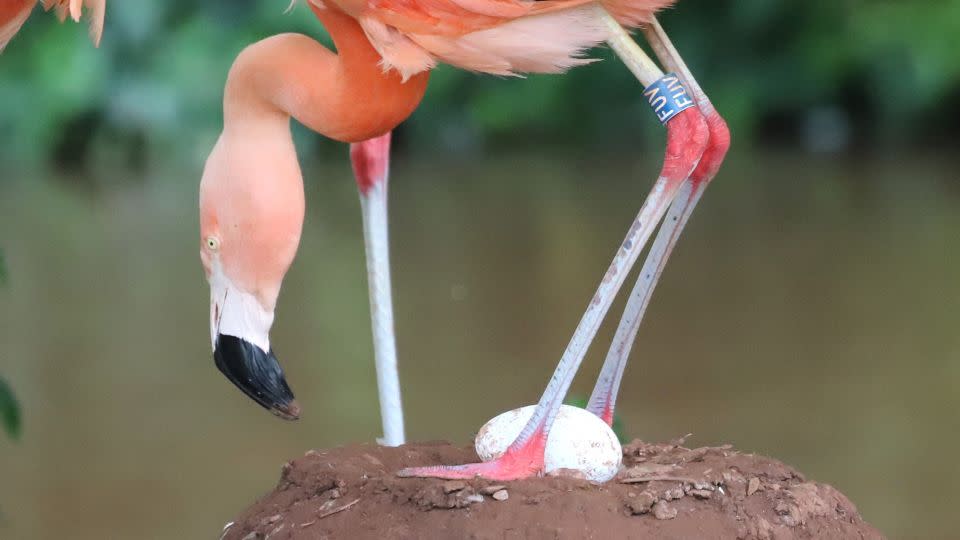 The zoo has had several all-male matings in the past. This year, however, a same-sex pair had an egg to sit on. - Wild Planet Trust