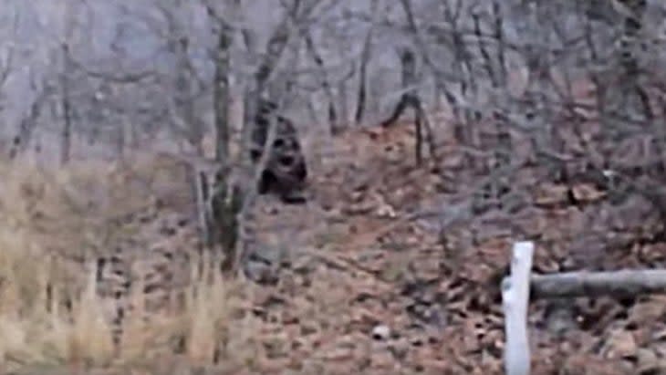 Second Provo Bigfoot