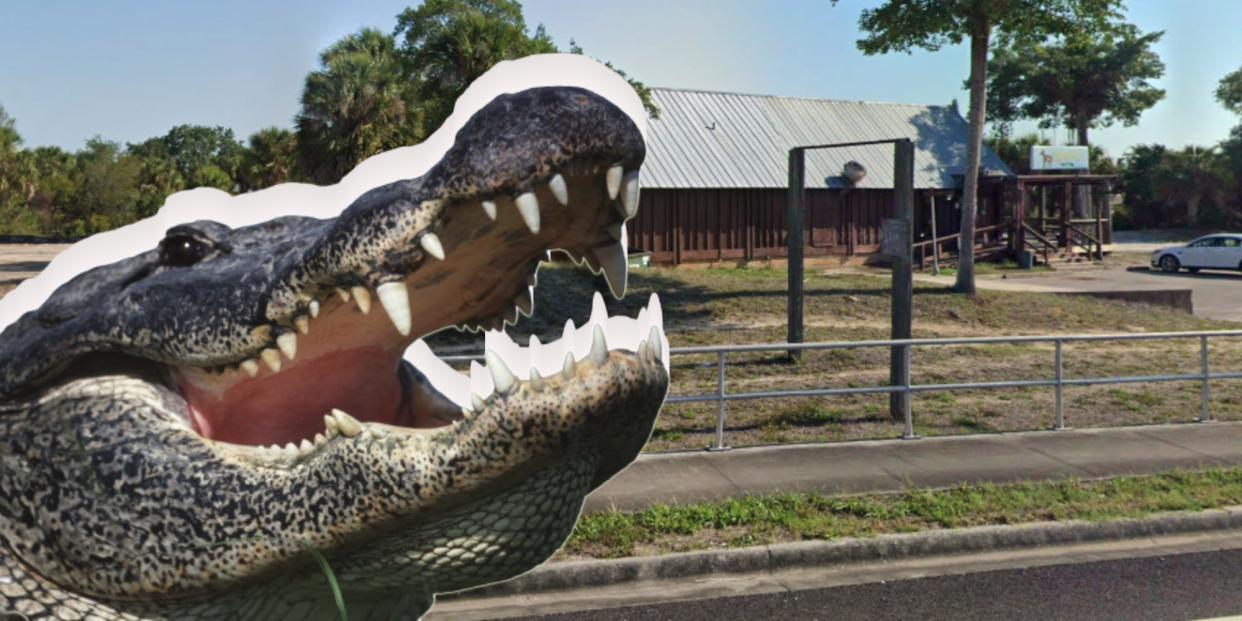 An alligator in front of Banditos Bar in Port Charlotte, Florida,