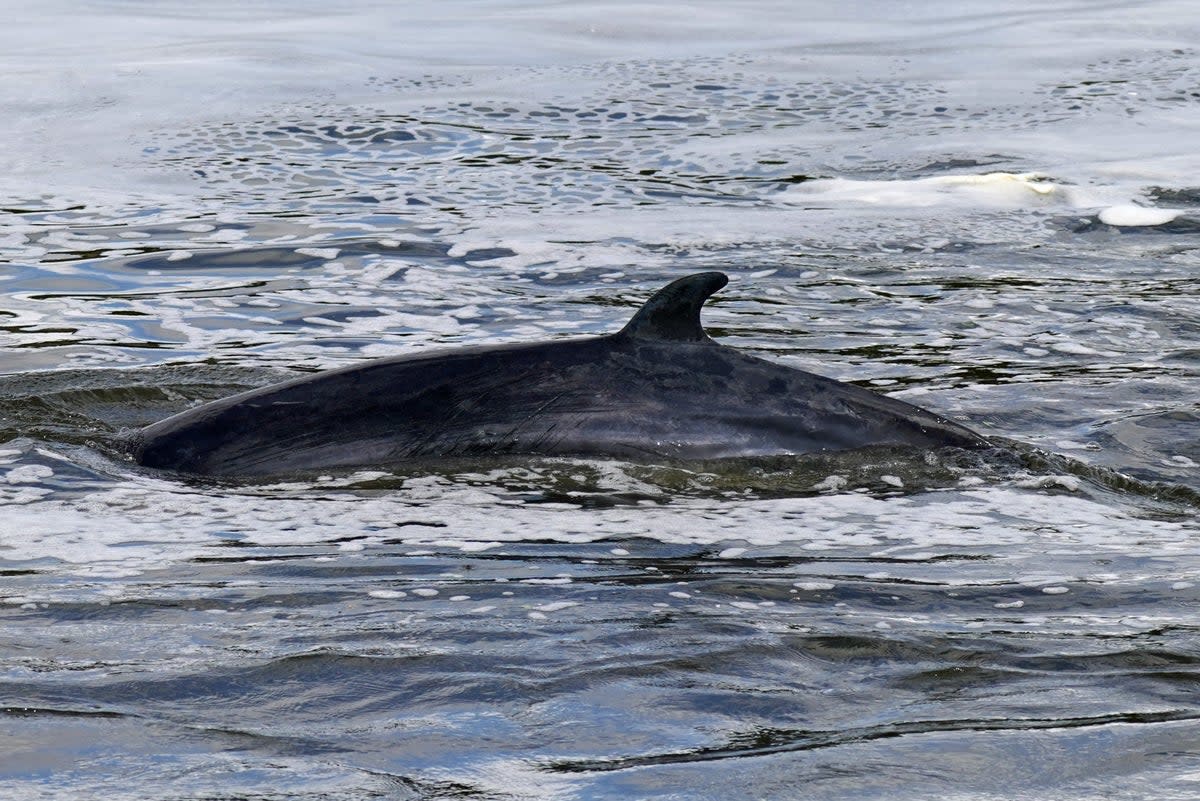 A study has shed light on why whales do not get brain damage when they swim (Yui Mok/PA) (PA Archive)