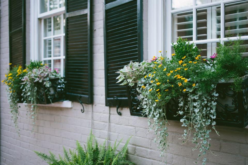 low maintenance front yard ideas window boxes