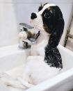 <p>We love how relaxed little Coconut looks bathing in the sink 🛁</p>