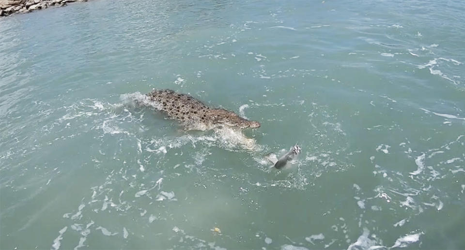 So close! A crocodile chases the barramundi. Source: Supplied
