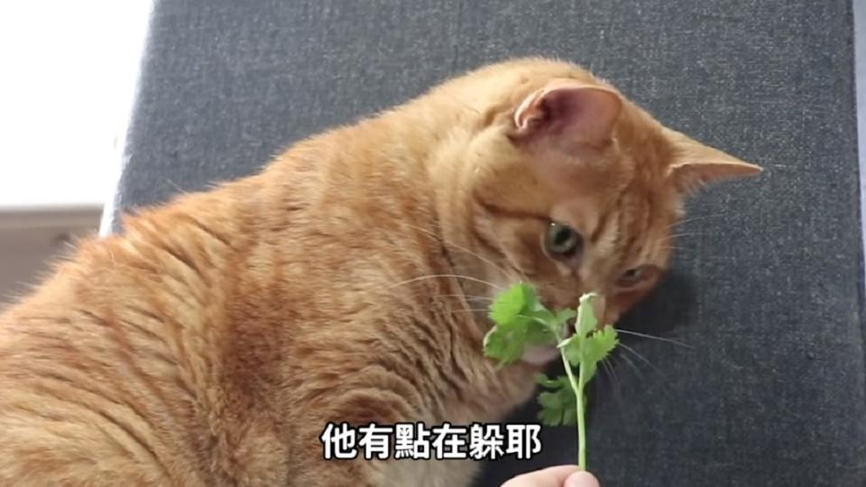 貓咪也不喜歡香菜。圖／翻攝自黃阿瑪的後宮生活