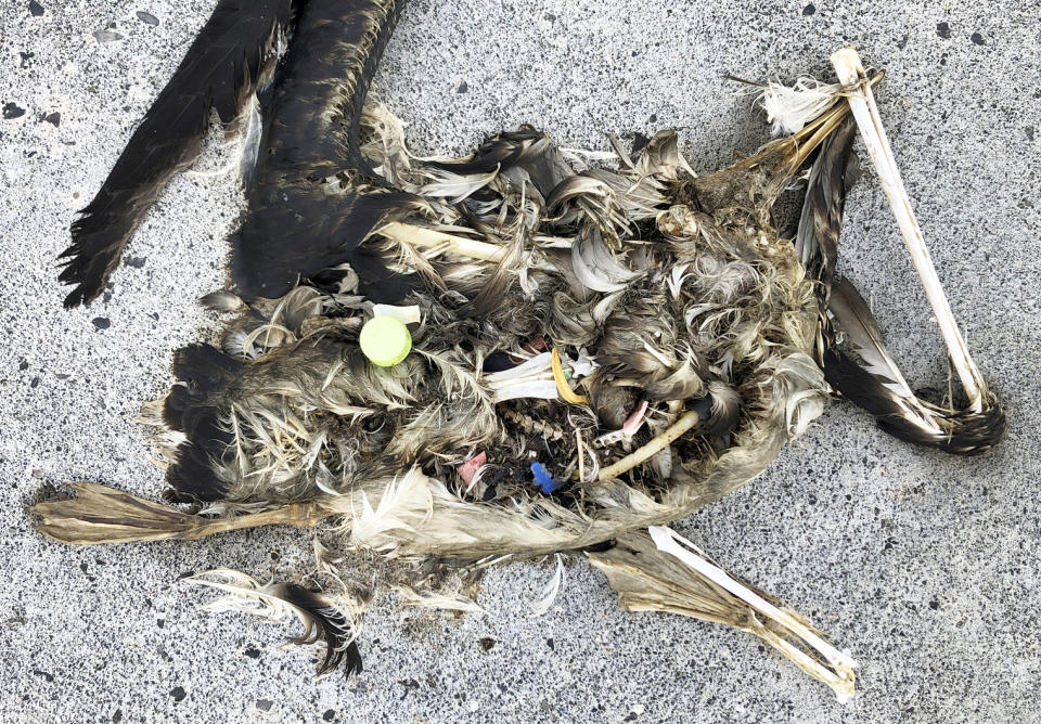 In this Oct. 22, 2019, photo, plastic sits in the decomposed carcass of a seabird on Midway Atoll in the Northwestern Hawaiian Islands. In one of the most remote places on Earth, Midway Atoll is a wildlife sanctuary that should be a safe haven for seabirds and other marine animals. Instead, creatures here struggle to survive as their bellies fill with plastic from faraway places. (AP Photo/Caleb Jones)