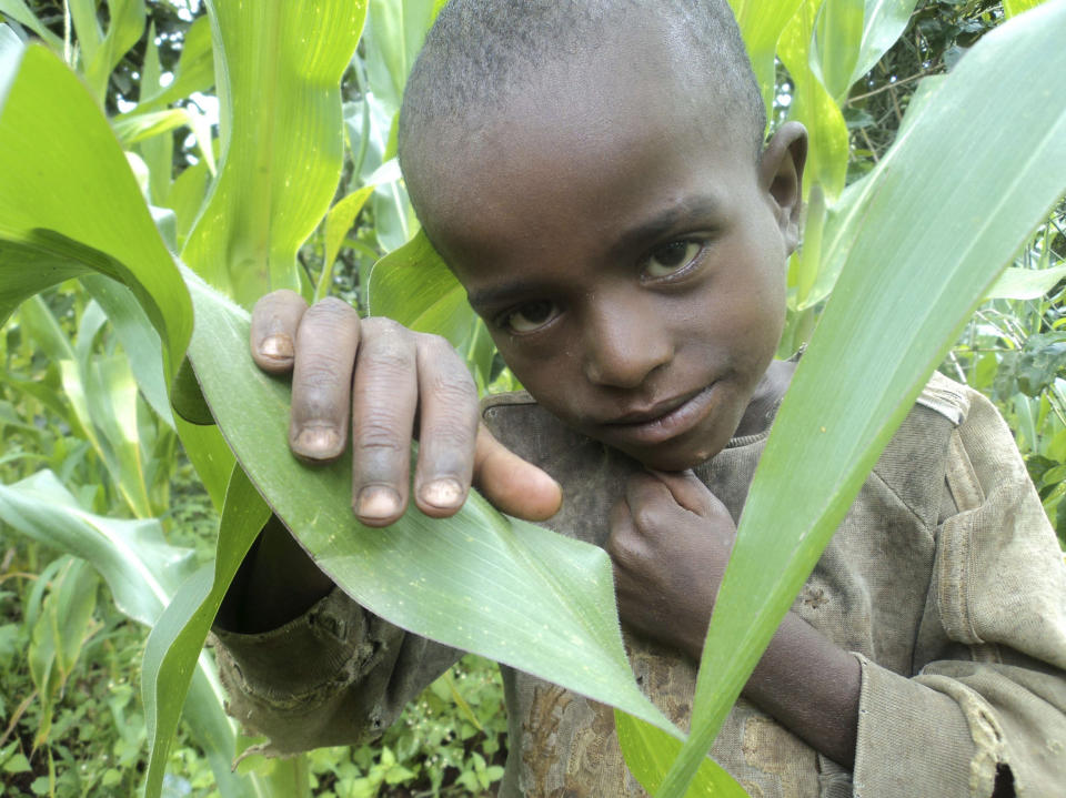 FILE - In this photo made ON Aug. 6, 2011, showing a boy in his father's cornfield who subsists on a diet of grain in Shebedino in the south of Ethiopia. By ending 77 years of almost uninterrupted peace in Europe, war in Ukraine war has joined the dawn of the nuclear age and the birth of manned spaceflight as a watershed in history. After nearly a half-year of fighting, tens of thousands of dead and wounded on both sides, massive disruptions to supplies of energy, food and financial stability, the world is no longer as it was. (AP Photo/ Luc van Kemenade )