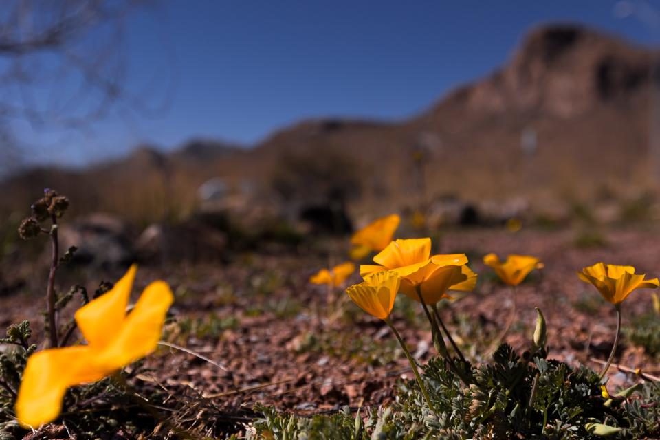 The El Paso Museum of Archaeology, 4301 Trans Mountain Road, announced that Poppies Fest 2023 will be Saturdays, March 11, 18 and 25, and April 1.