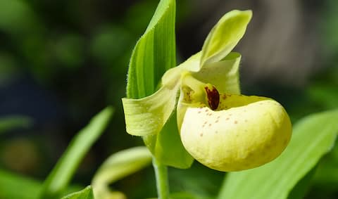 Cypripedium flavum