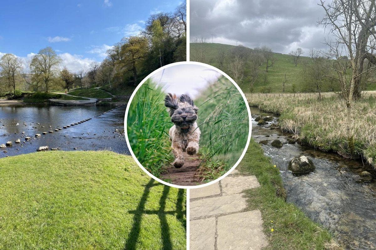 Bolton Abbey and the River Wharfe Circular is just one of the highly rated dog-friendly walks in the Yorkshire Dales on the AllTrails website <i>(Image: Lesley Smith/Deirdre P/AllTrails/Getty)</i>