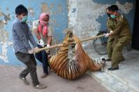 <p>Indian forest official carry the body of a female tiger into a building to undergo a post-mortem examination at the Nagaland Forest office in Dimapur in the north-eastern state of Nagaland on March 1, 2016. A tigress was killed by villagers at Medzhiphema village on the outskirts of Dimapur on February 29, after allegedly attacking a villager and raiding livestock, before being handed over to forestry officials for examination. </p>