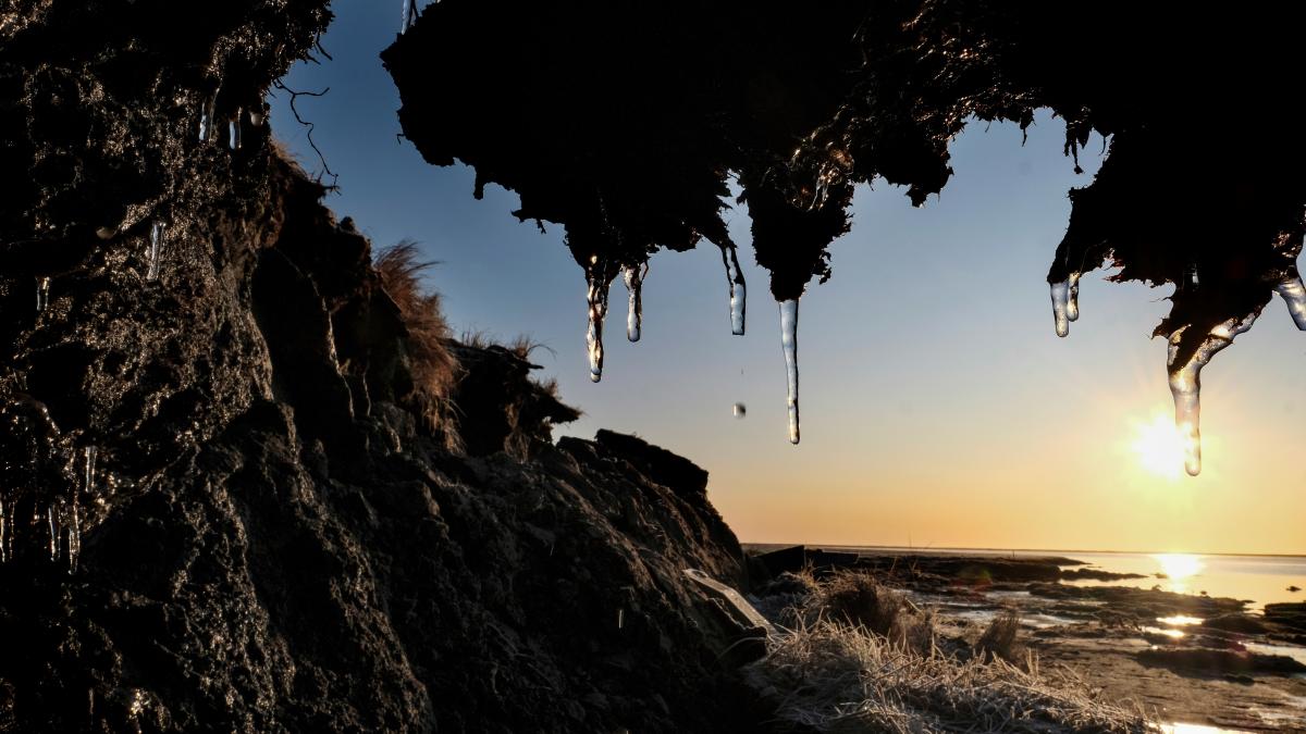 Nematode resurrected from Siberian permafrost