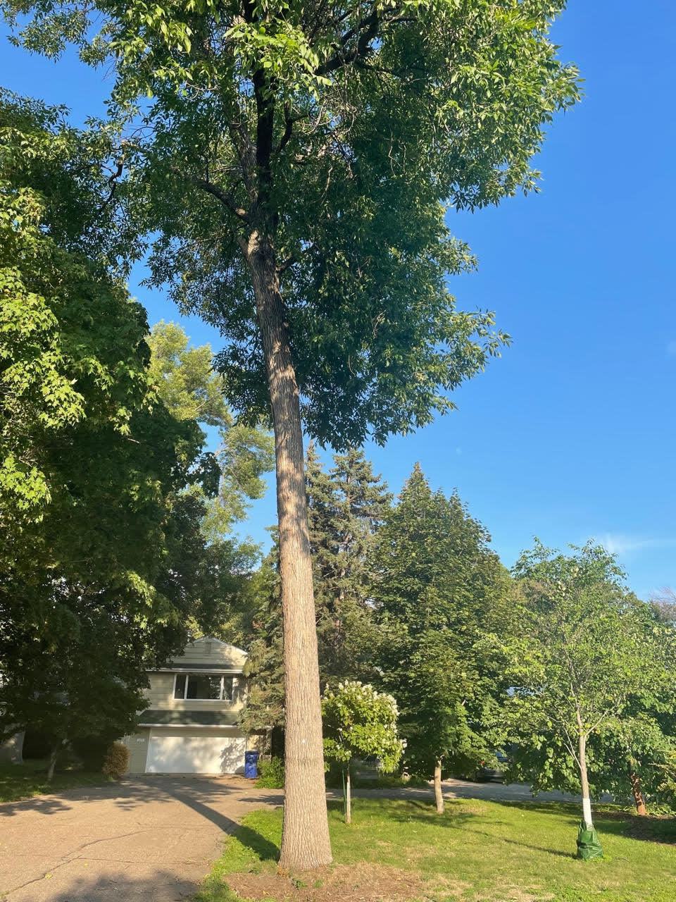 白蠟樹(ash trees) 受翡翠灰蛀蟲甲蟲的攻擊而極度瀕危，需要治療或整棵砍掉防止傳染到其他樹木。(記者陳曼玲/攝影)