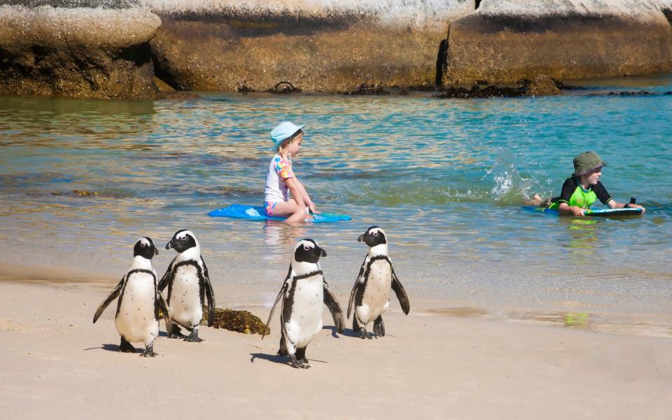 Penguins and children at Boulders Beach - AndreaWillmore /iStock Editorial