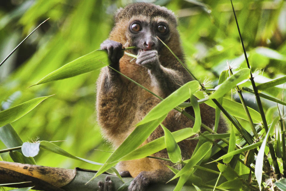 La foto de 2019 provista por Noel Rowe y Centre ValBio muestra un lemur dorado en Madagascar. Los esfuerzos por proteger a las especies en peligro enfrentan la dificultad adicional de la pandemia de COVID-19. (Noel Rowe/Centre ValBio via AP)
