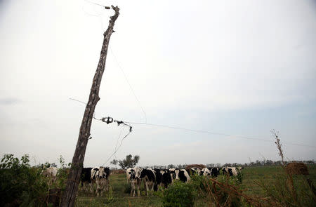 Cows graze on a farm near Sunchales, Argentina, April 6, 2018. Picture taken April 6, 2018. REUTERS/Marcos Brindicci