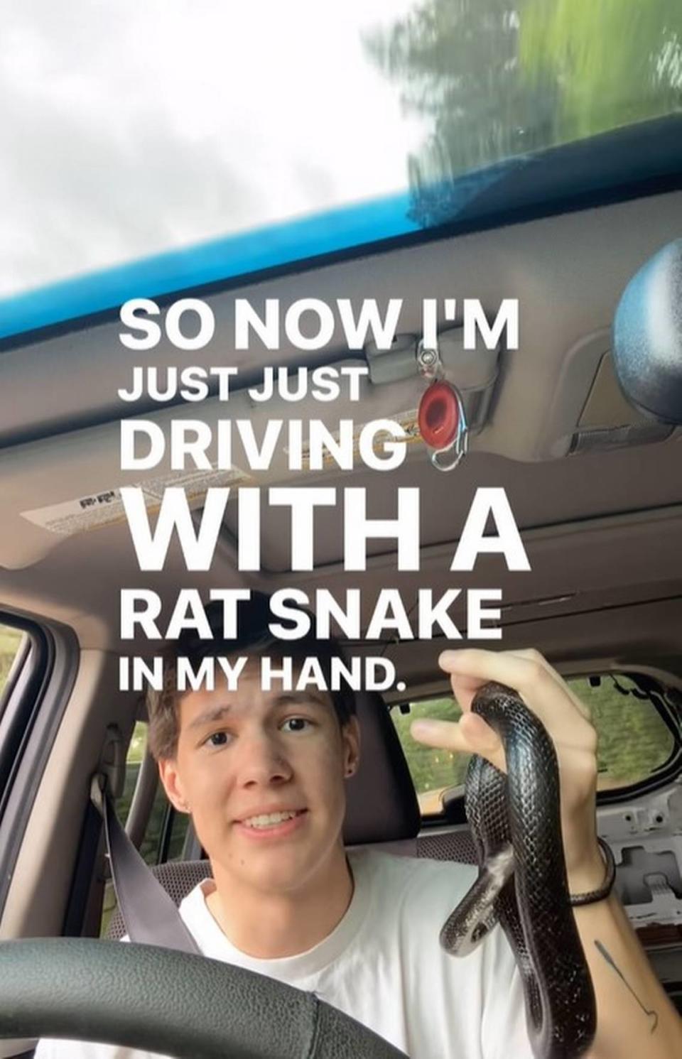 Chris Gifford’s Instagram feed is filled with snake videos, this one shot from a moving car. Rat snakes are not venomous.
